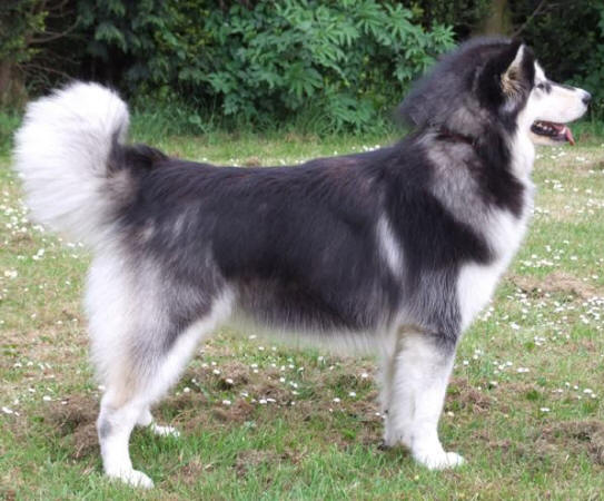 Long hotsell hair malamute